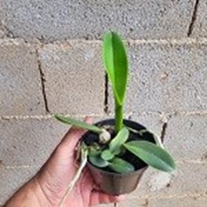 Cattleya warneri albescens. (Ricardo Bells x  Dona Lourdes ) x Santa Teresa 