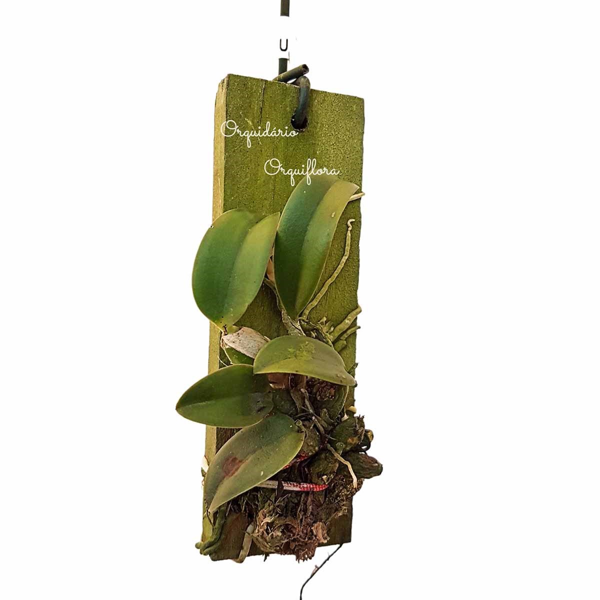 Mini Orquídea Sophronitis brevipedunculata Planta Adulta