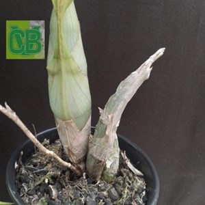 Orquídea Catasetum (osculatum x Penang) - S7257