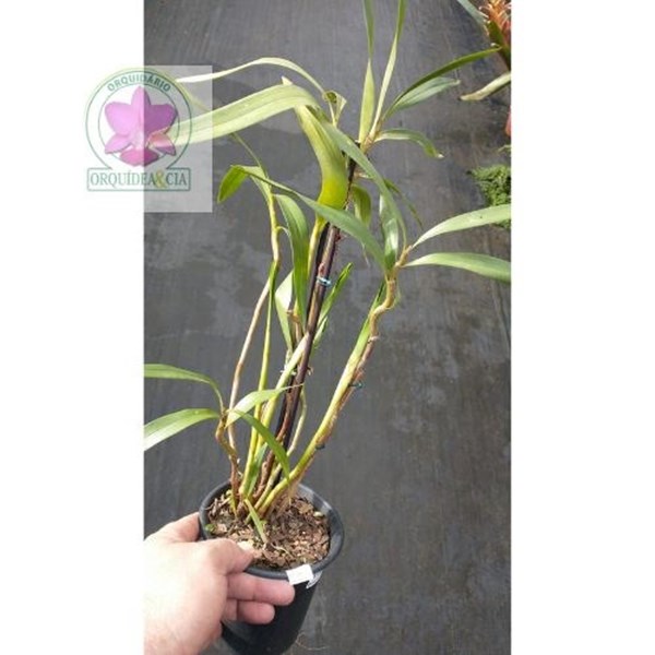 Orquídea Eria multiflora (Pinalia multiflora)