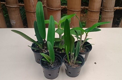 Kit Cattleya hibrida - 5 plantas sortidas