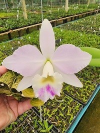 Cattleya warneri x Hadrolaelia alaori