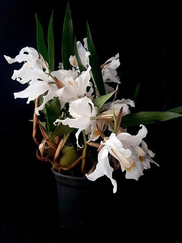 Orquídea Coelogyne cristata Entouceirada ! Planta Adulta !
