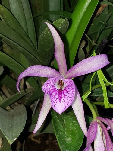 Orquidea Bc. Maikay Mayumi. Adulta