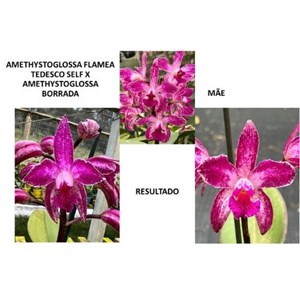 Orquídea C. Amethystoglossa concolor ( Filha de Flamea Tedesco) x C. Amethystoglossa Borrada 