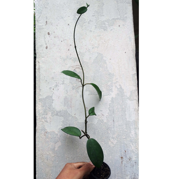 Flor de Cera Hoya aff. diversifolia