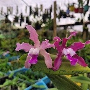 Registro disponível , Cattleya guttata x Schomburgkia gloriosa
