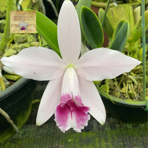 Orquídea Hadrolaelia pumila Vinicolor