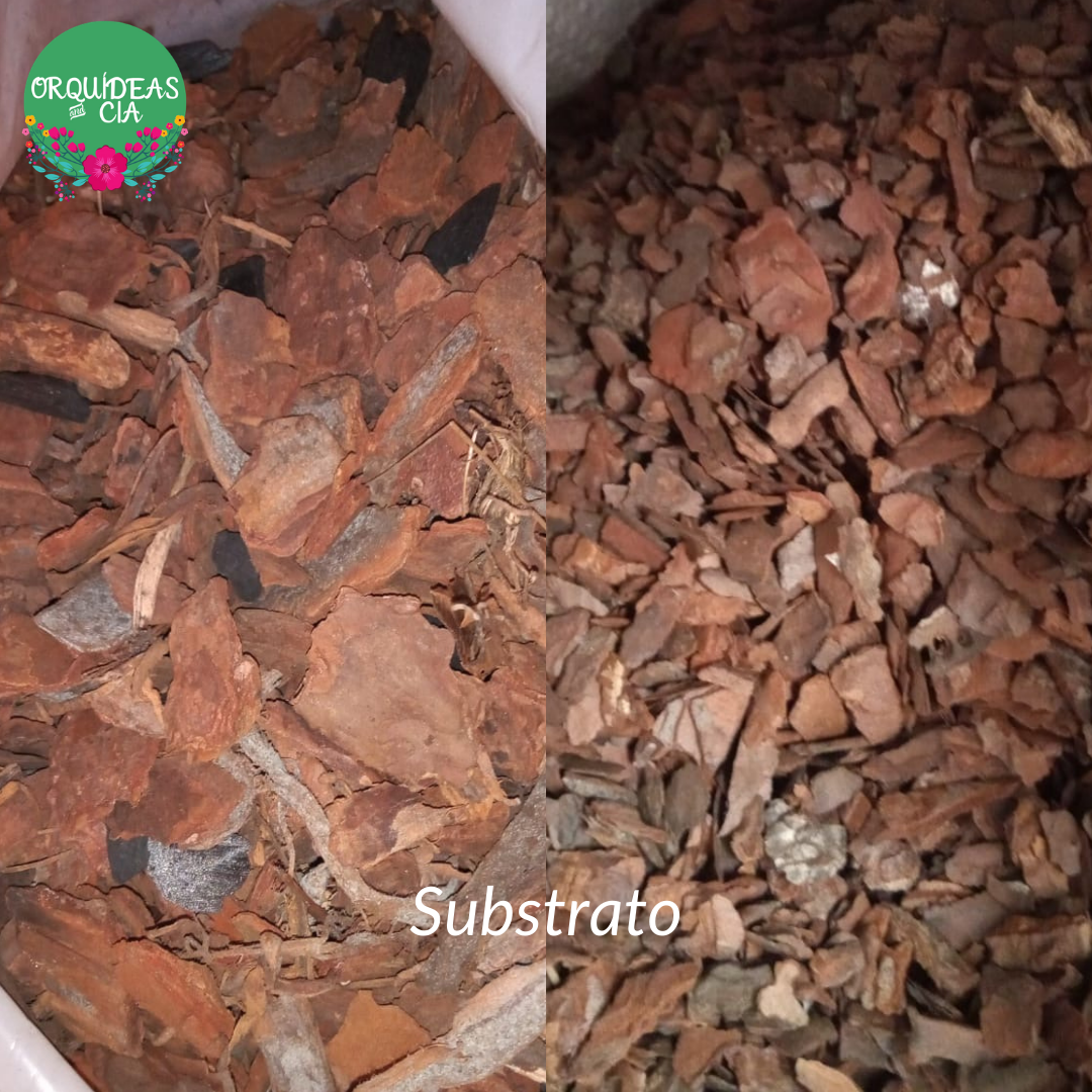 Casca de Pinus substrato