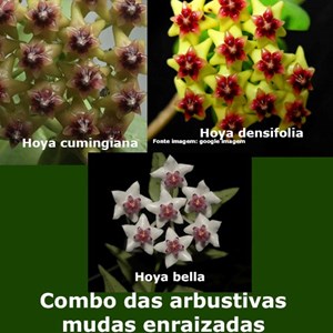 Combo Das Flores De Cera Arbustivas Pendentes - Mudas Enraizadas