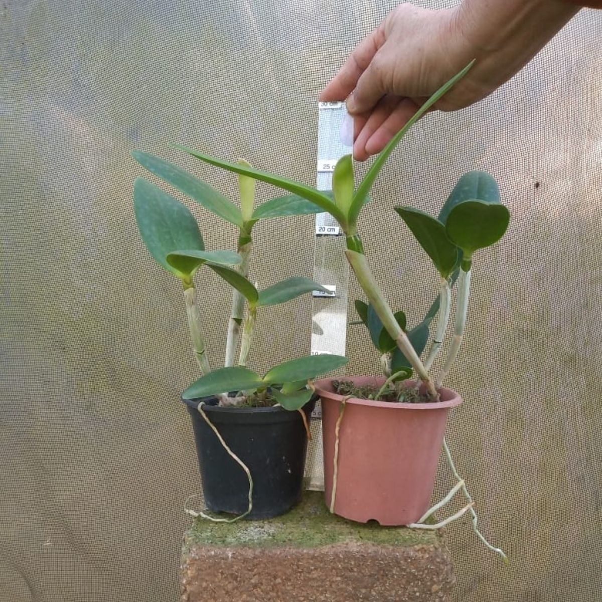 Orquídea 2 Cattleya intermedia - Kit