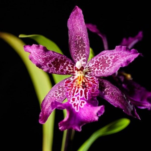 Orquídea Beallara Marfitch Roxa ! Planta Adulta ! - Orquiloja