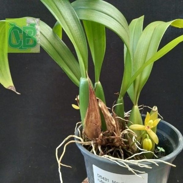 Orquídea Maxillaria rufescens var flavida - D5431