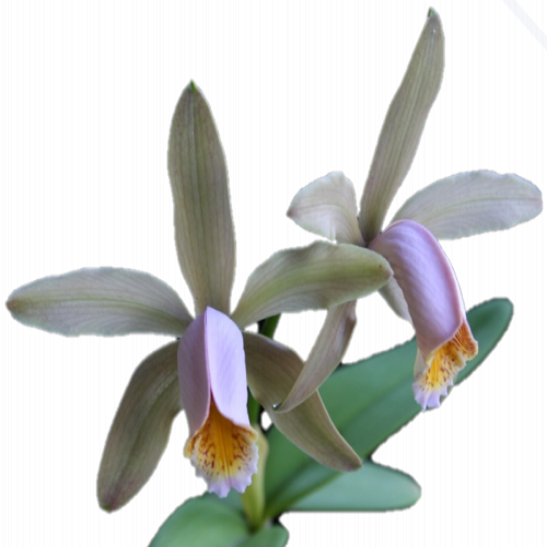 Cattleya forbesii rosa - Orquídea Bico de Chaleira