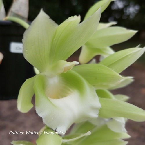 Clowesetum Raymond Lerner - Adulto