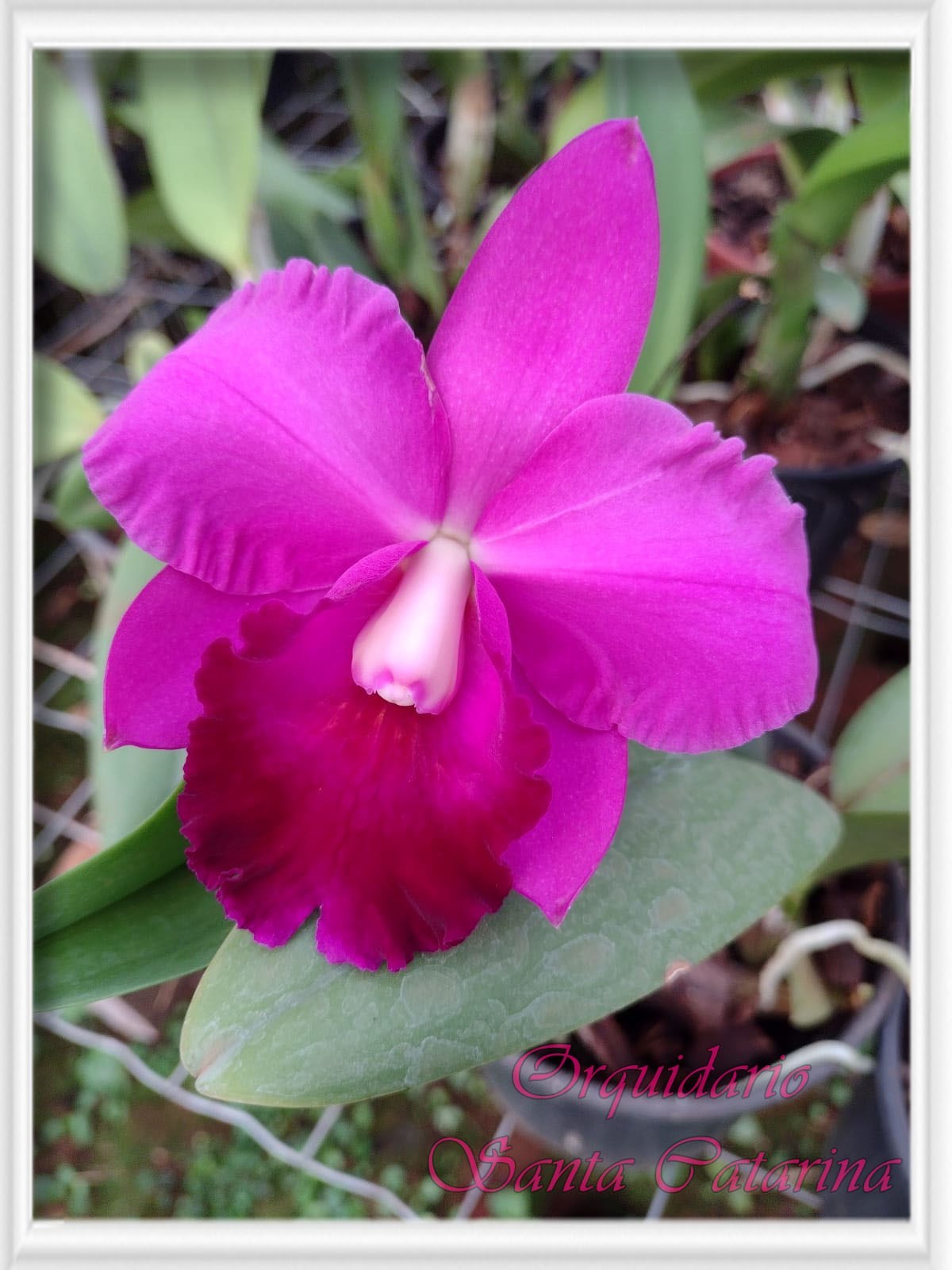 Orquídea BLC. Roberto Cardoso X Aloha Case