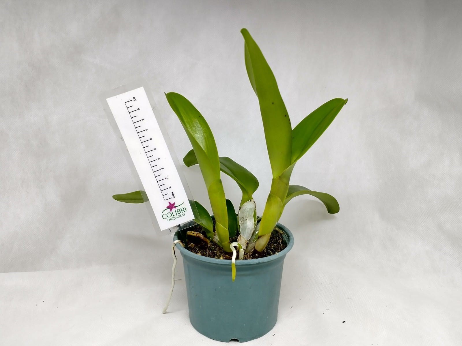 Orquídea Cattleya x gottoiana