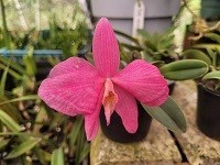 Sophronitis wittigiana rosea xxxx