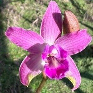 Registro Disponível: Schomburgkia gloriosa x Hoffmannseggella cauleslcens
