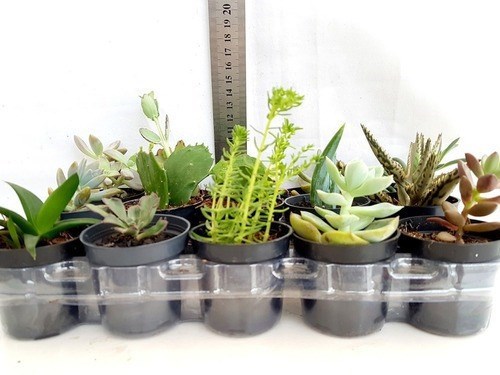 Kit 15 Mudas De Mini Suculentas Para Lembrancinha