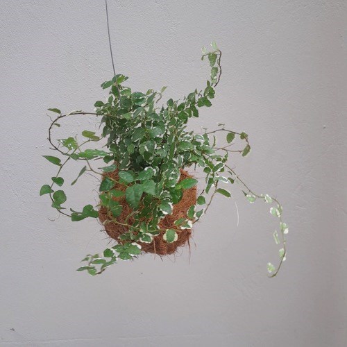 Kokedama de Folhagem Hera Variegata Acabamento Coco