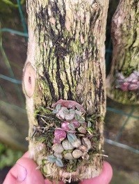 Constantia cristinae