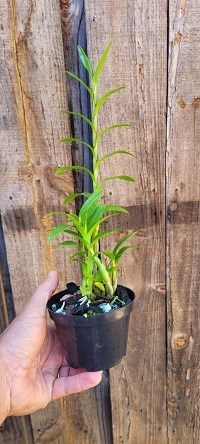 Dendrobium sanderae
