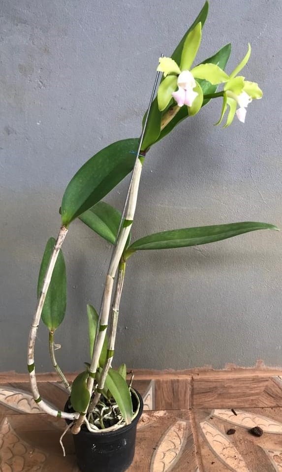 Orquídea Cattleya leopoldii albescens 