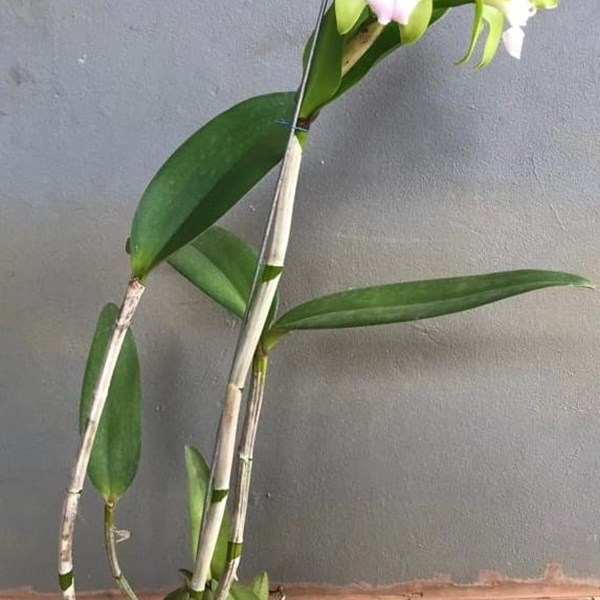 Orquídea Cattleya leopoldii albescens 