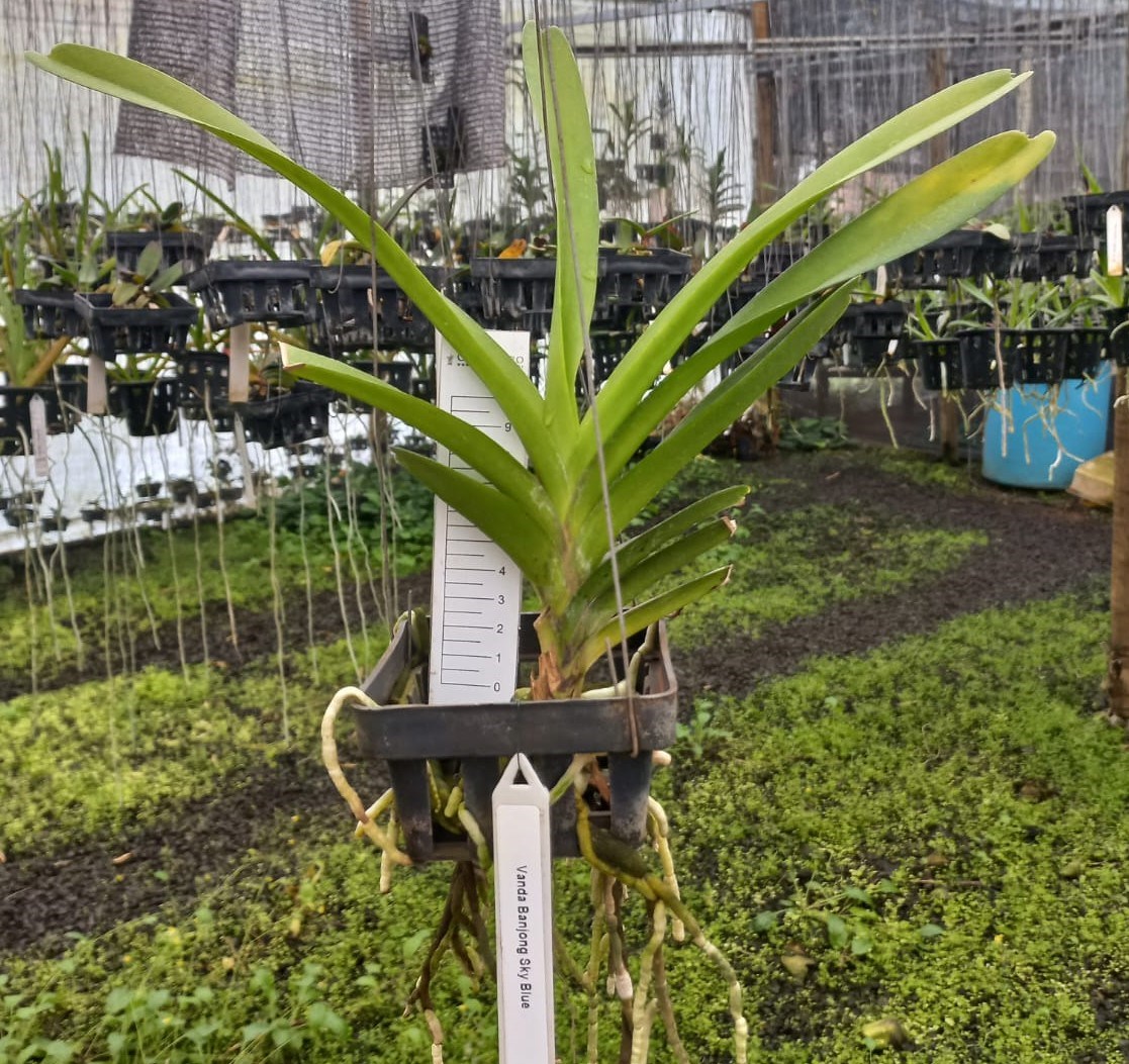 Kit - 4 Mudas De Orquídea Vanda