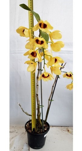 Orquídea Dendrobium Gatton Sunray Planta Adulta Flor Amarela