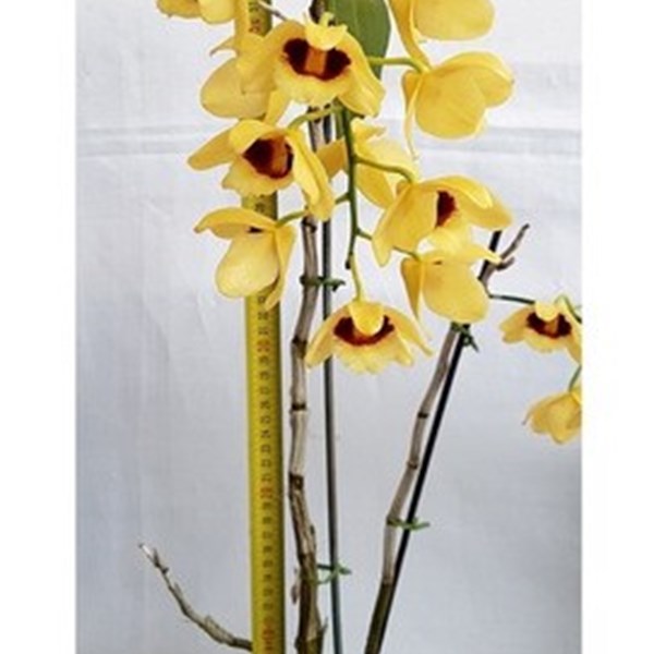Orquídea Dendrobium Gatton Sunray Planta Adulta Flor Amarela - Orquiloja