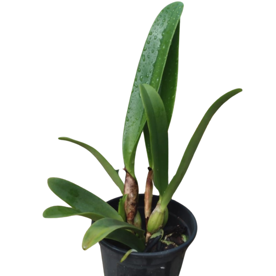 Lc. Canhamiana coerulia x Cattleya deckeri coerulia