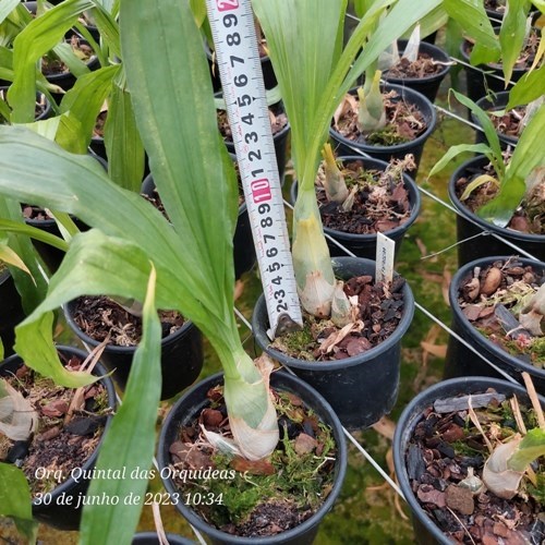 Clowesetum Loppe Farlansiae - Adulto