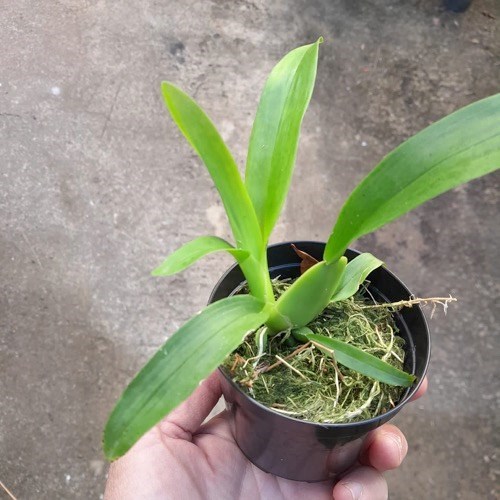 Oncidium Sharry baby (Orquídea chocolate)