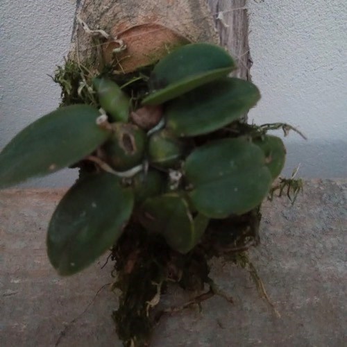 Orquídea Sophronitis cernua (Mini Cattleya)