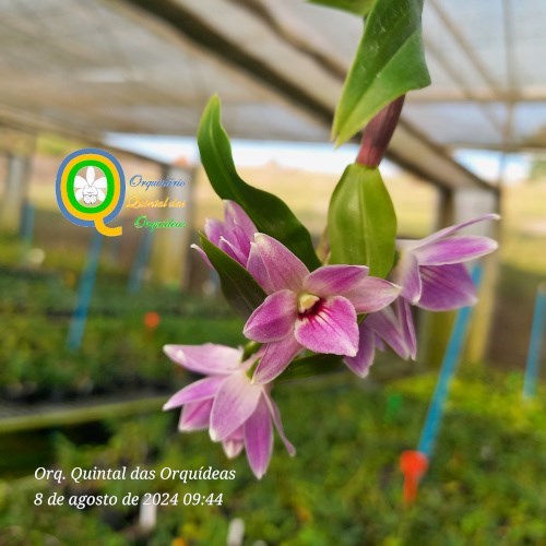 Den. victoria reginae (Japan select) x Den. Boosii - Adulto