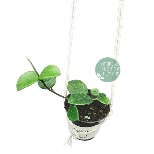 Flor de cera Hoya cv. Mathilde muda enraizada no pote º 6