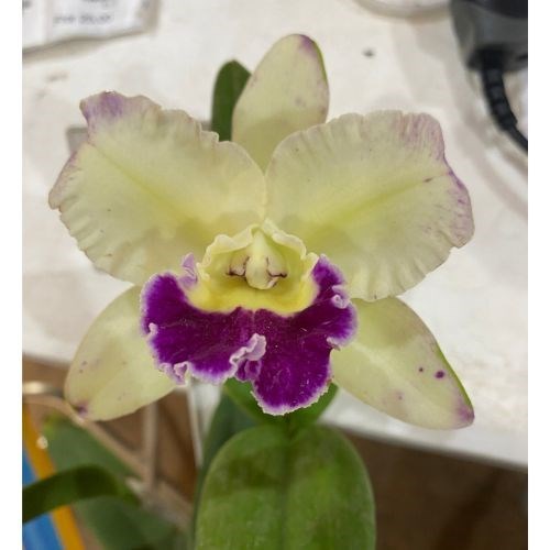 L.C. Penny Hellen Kudos