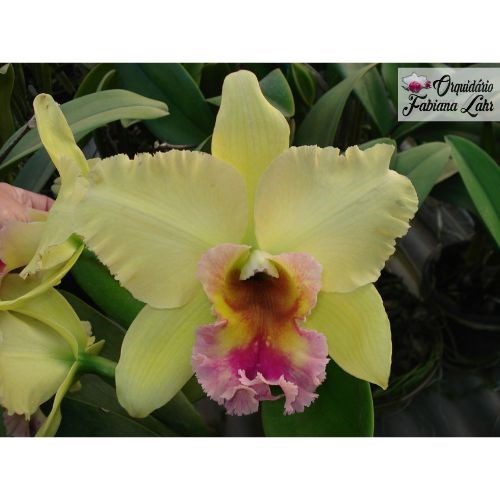 Orquídea B.L.C. Magic Meadow 'Jacob Lahr'