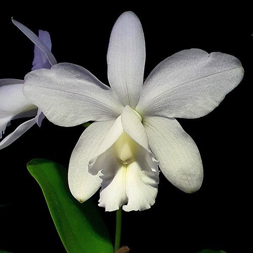 Orquídea Cattleya Loddigesii Alba
