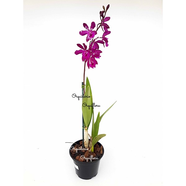 Orquídea Epicattleya Yucatan Magenta Planta Adulta - Orquiloja