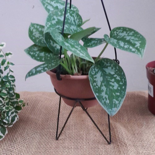 Folhagem Jiboia Prateada (Scindapsus pictus) no Vaso Cuia