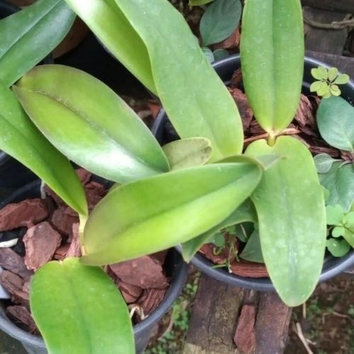 Orquídea Cattleya Ayrton Senna x Mini Cattleya Amarela