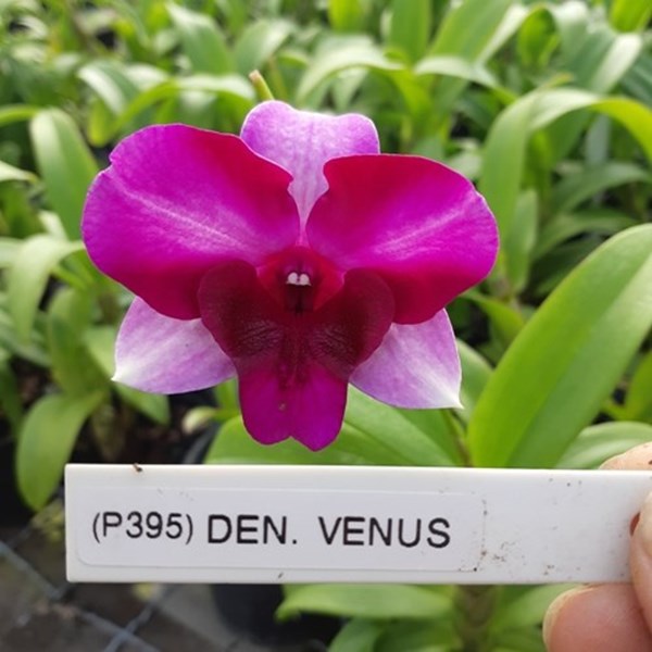 Orquídea Dendrobium Vênus (Denphal) - adulto - Orquiloja