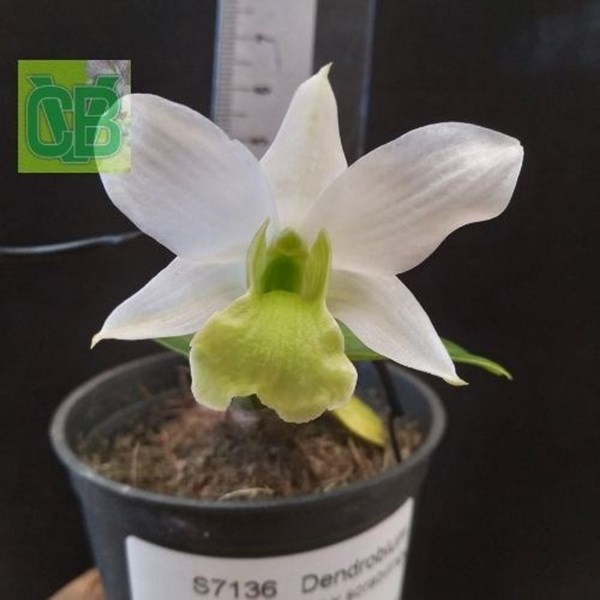 Orquídea Dendrobium sanderae var. major X Dendrobium scabrilingue - 7136 