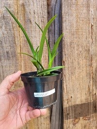 Laelia lobata x Encyclia adenocaula