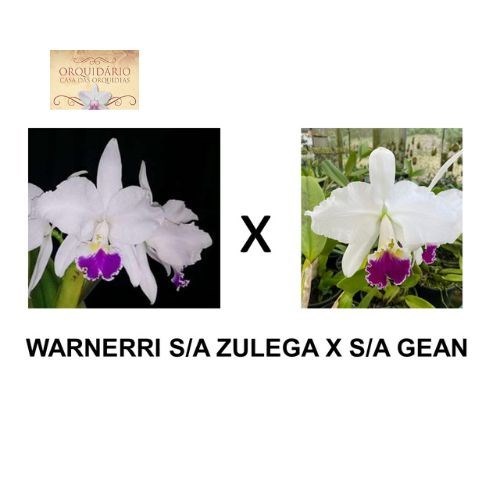 Orquídea warneri s/a Zulega x s/a Gean