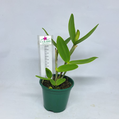 Orquídea Cattleya venosa (C harrissoniana x C forbesii 'Larissa')