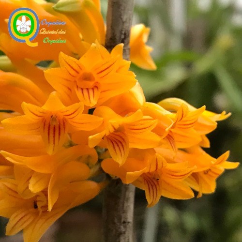 Dendrobium bullenianum - Adulto